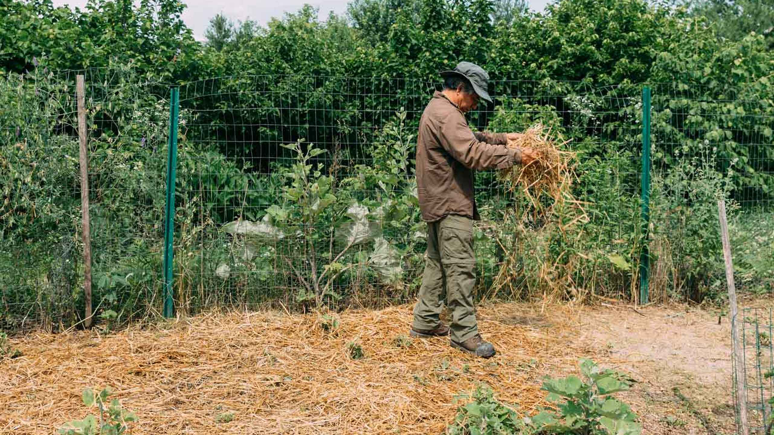Farmer harvesting dried plant material from a garden bed surrounded by green fencing and lush vegetation