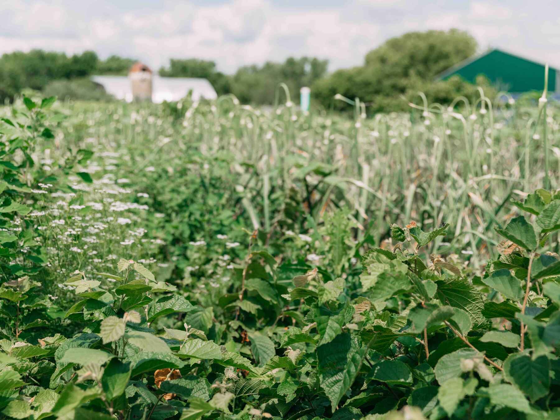 Diverse crop field with legumes and grains in various growth stages, with farm buildings visible in the distance