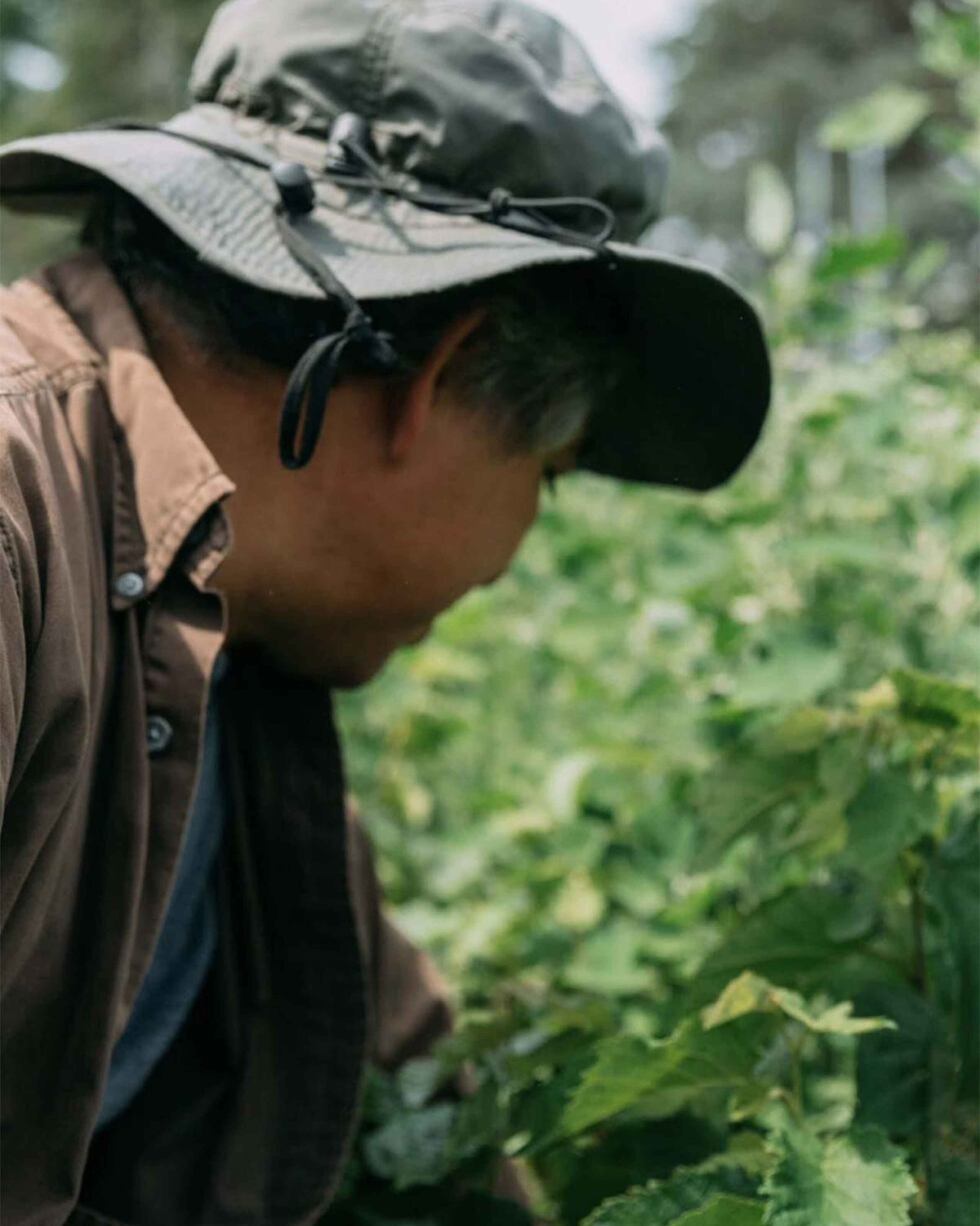 Farmer inspecting green leafy crop plants in an agricultural field
