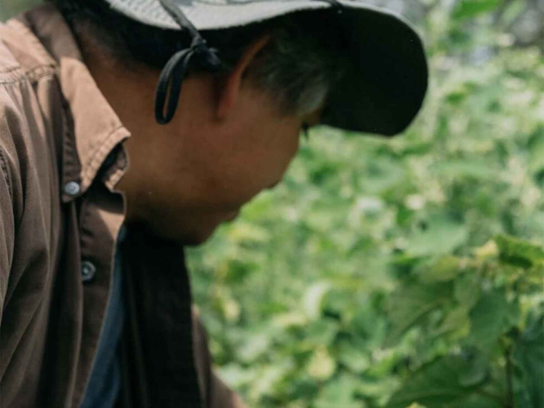 Farmer examining leafy green crops in a vegetable field