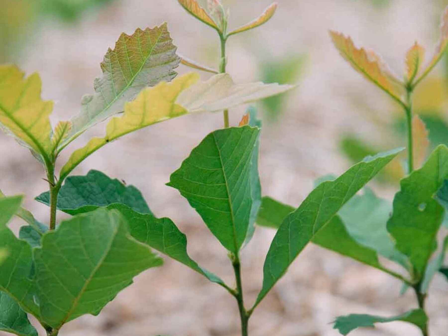 Young seedlings growing in mulched soil at Salvatierra Farms