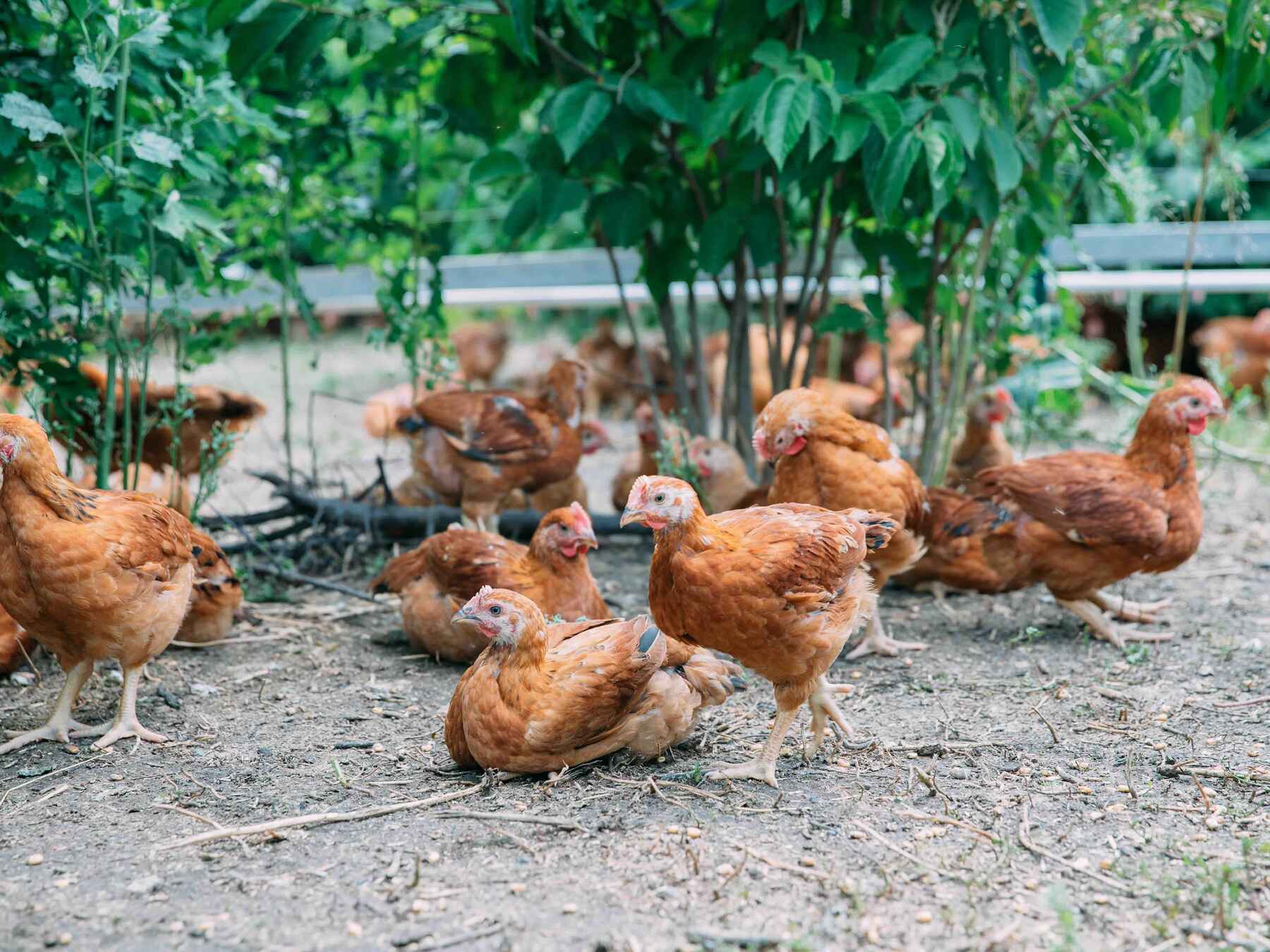 Brown chickens foraging in a farm garden with leafy green plants overhead