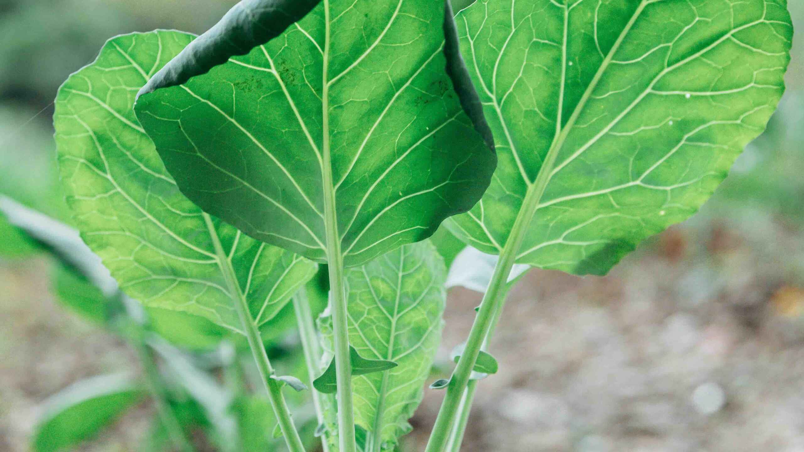 Young leafy green plant seedling with two broad leaves backlit by sunlight