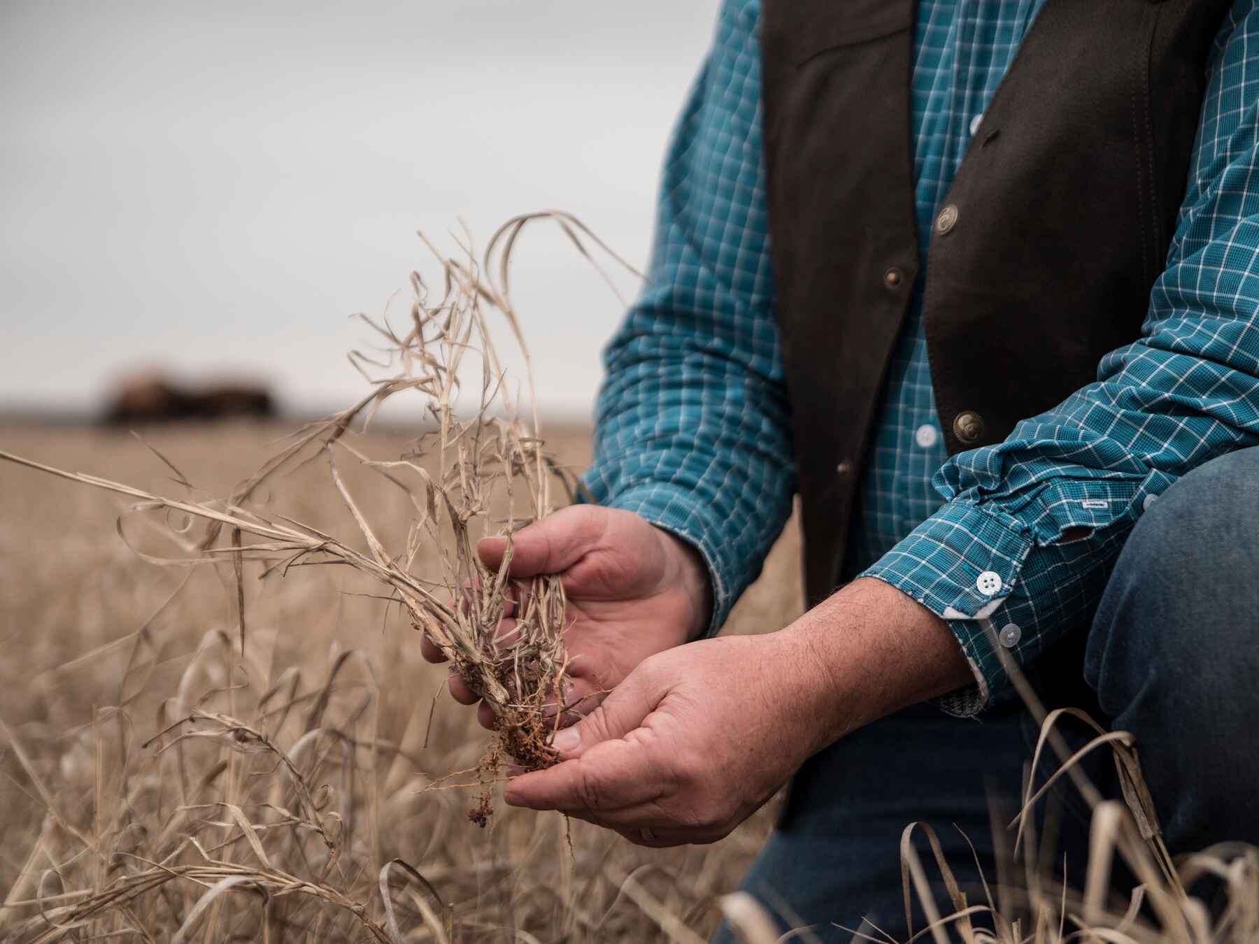 Farmer in blue plaid shirt examining dried crop roots in drought-affected field