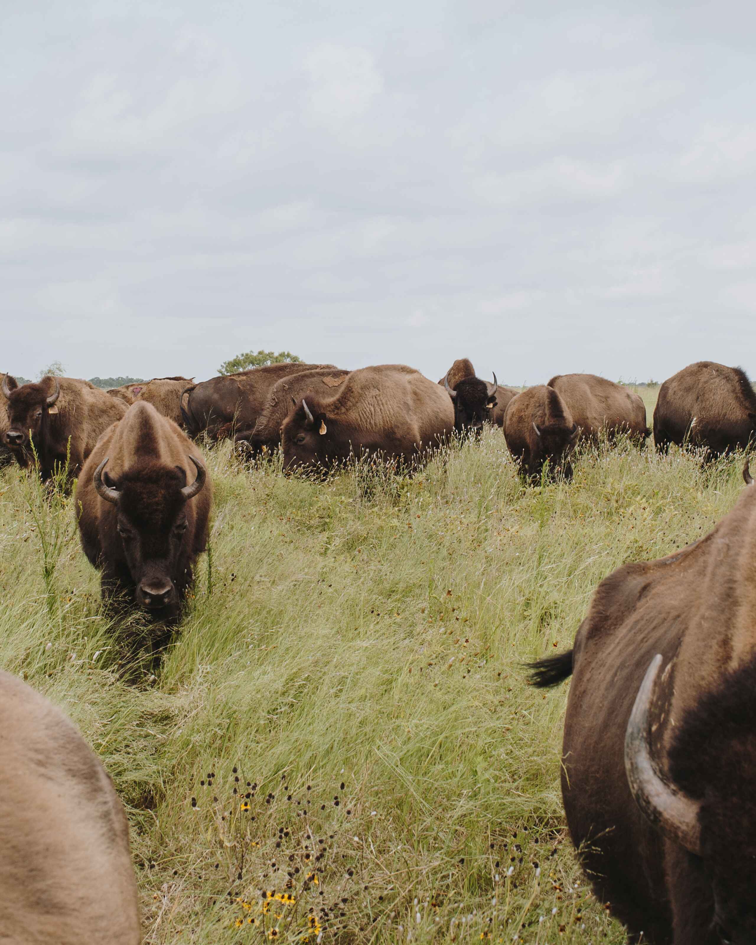 A herd of bison grazes in native grassland at Roam Ranch