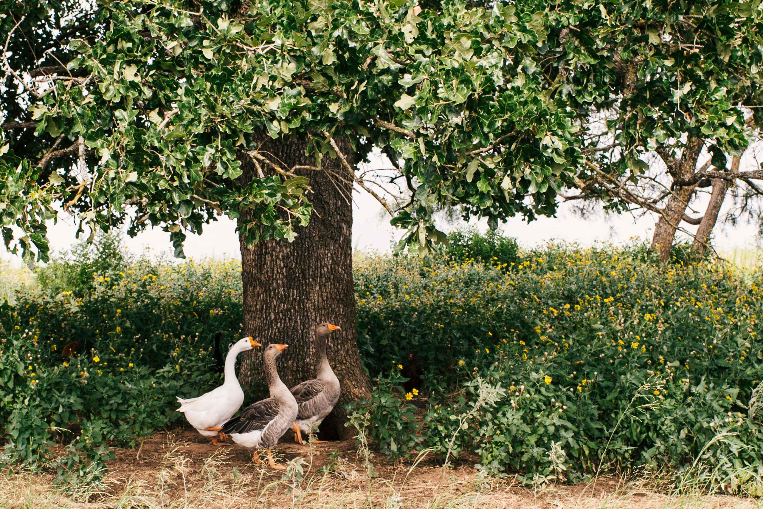 Three geese shelter under a large tree in a pastoral farm setting