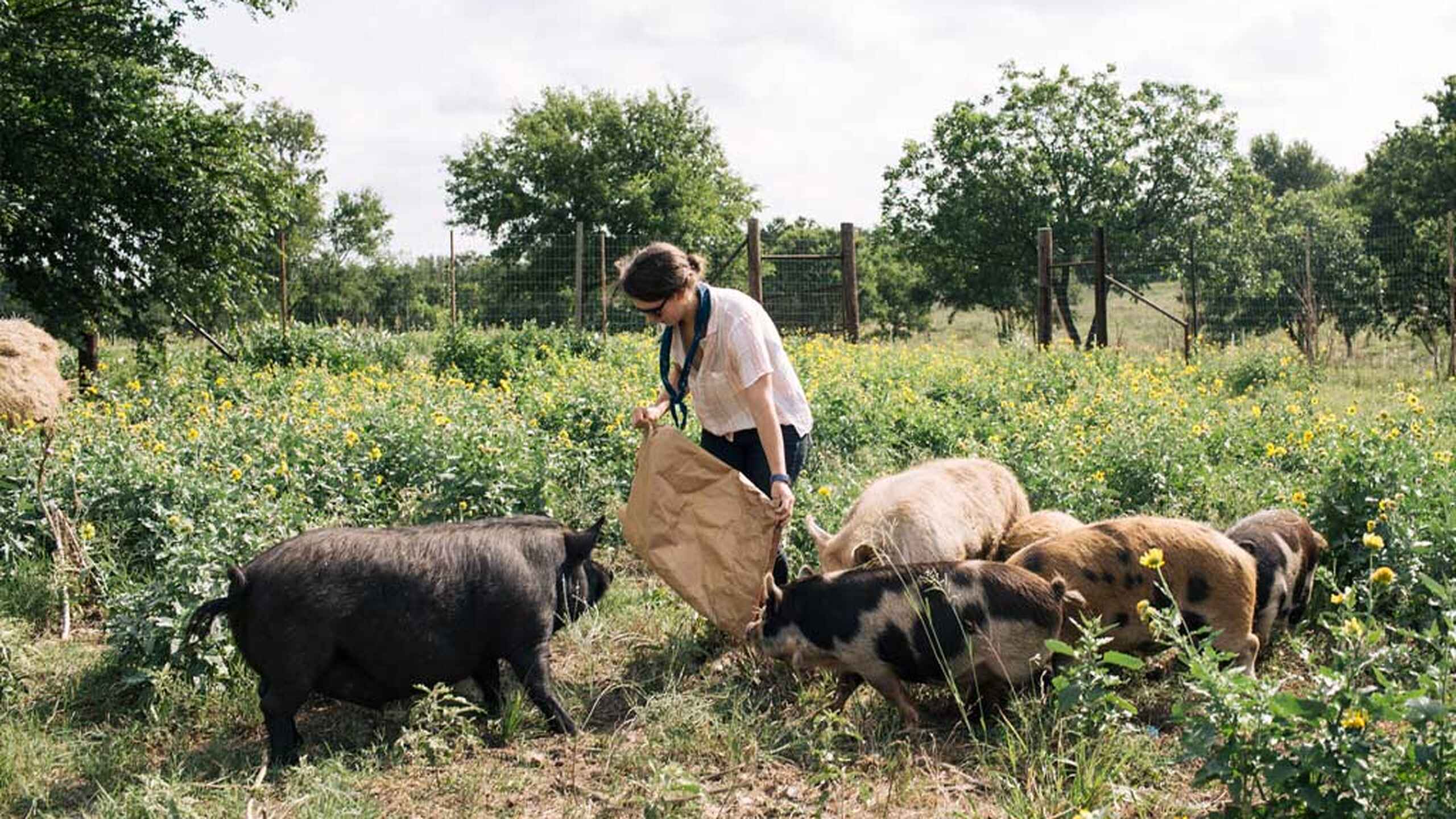 A farmer feeds goats in a pasture with wildflowers and fencing in the background