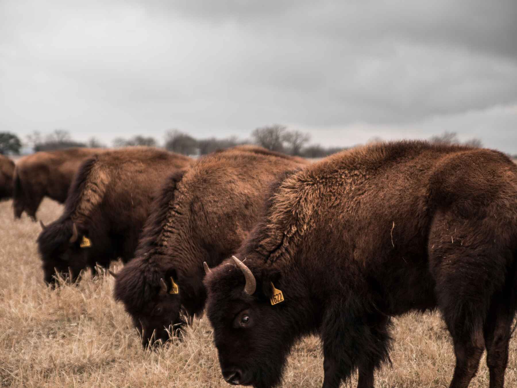Herd of brown bison grazing in a dry pasture under overcast skies