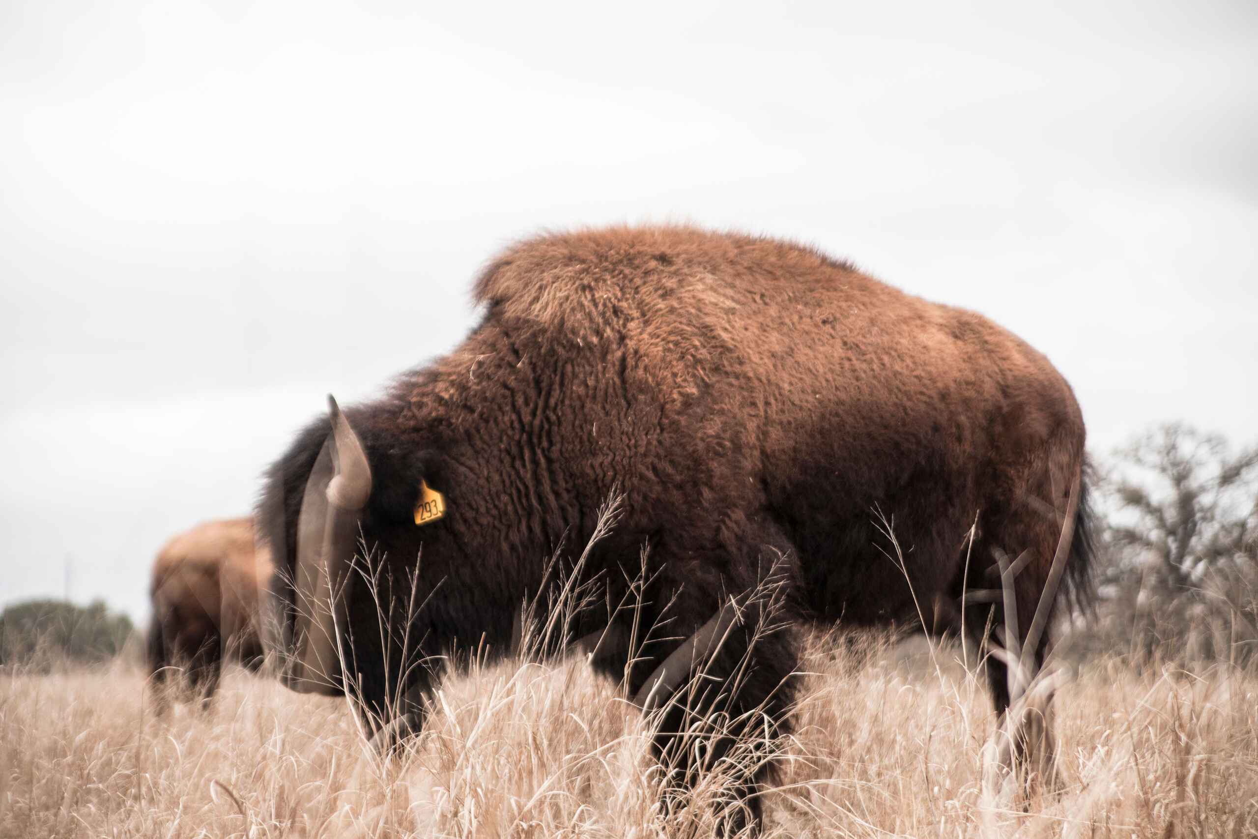 American bison grazing in prairie grassland