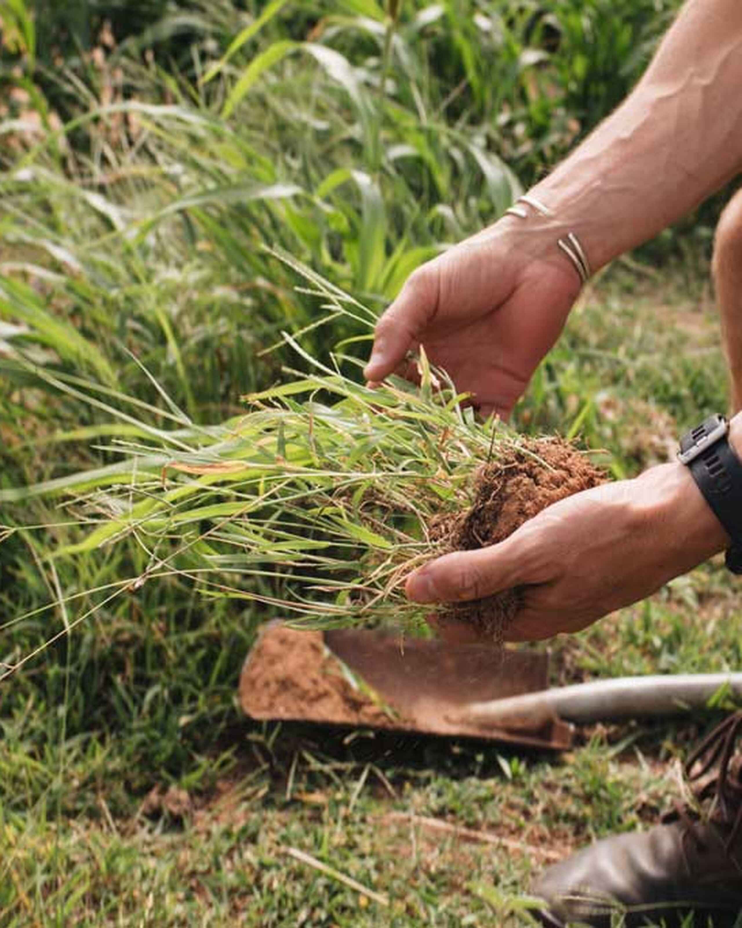Person holding soil and grass from the ground to demonstrate soil health