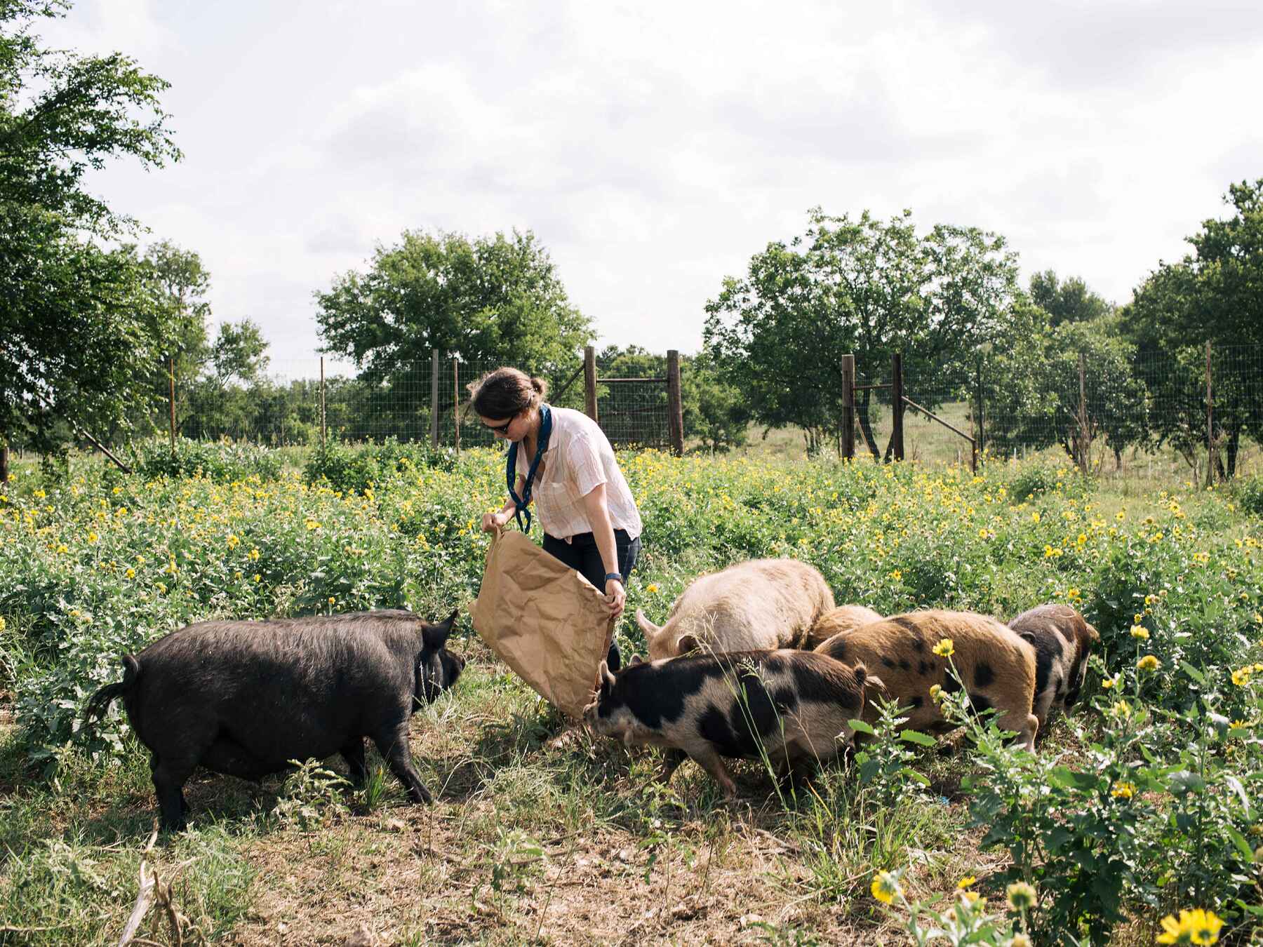 A farmer feeds a group of grazing pigs in a pasture dotted with wildflowers