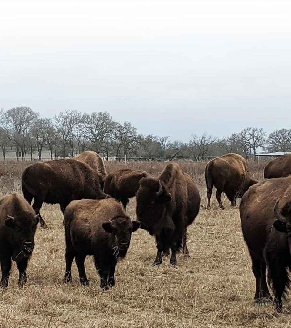 Herd of brown bison grazing in a pasture with bare trees visible in the background