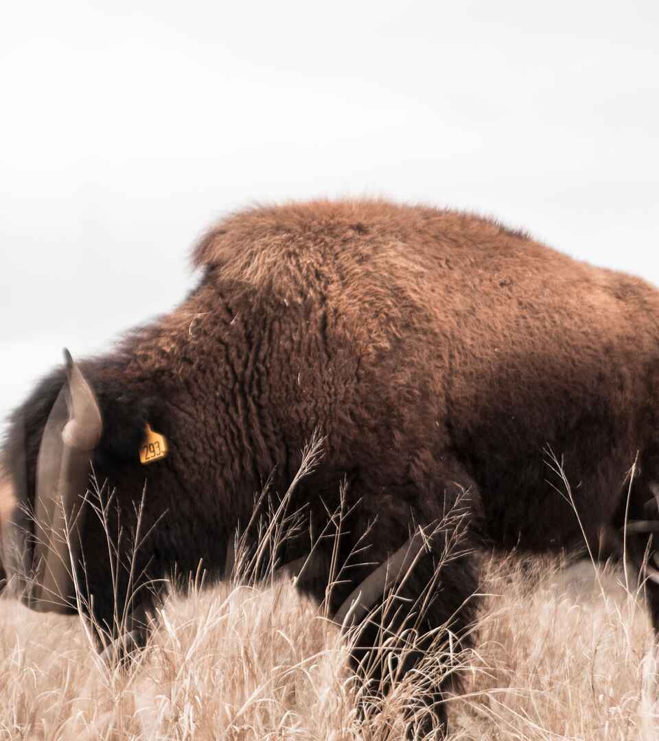 American bison grazing in prairie grassland with calf nearby