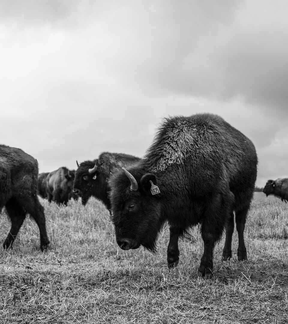 A herd of black bison grazes in an open pasture under an overcast sky