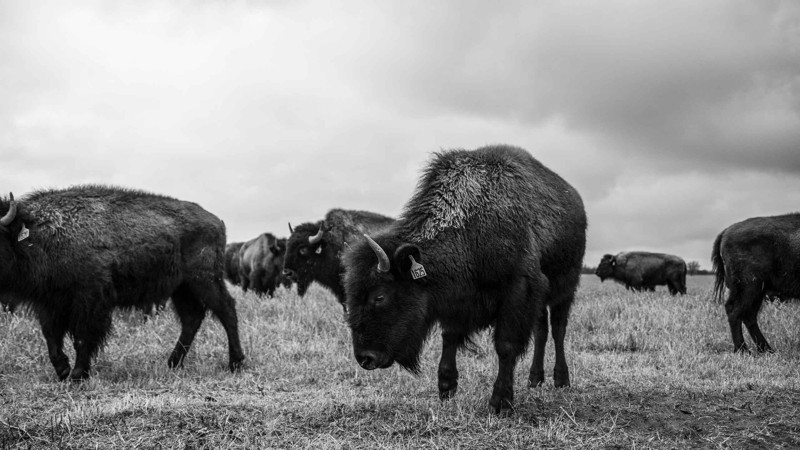 A herd of black bison grazing in a prairie pasture