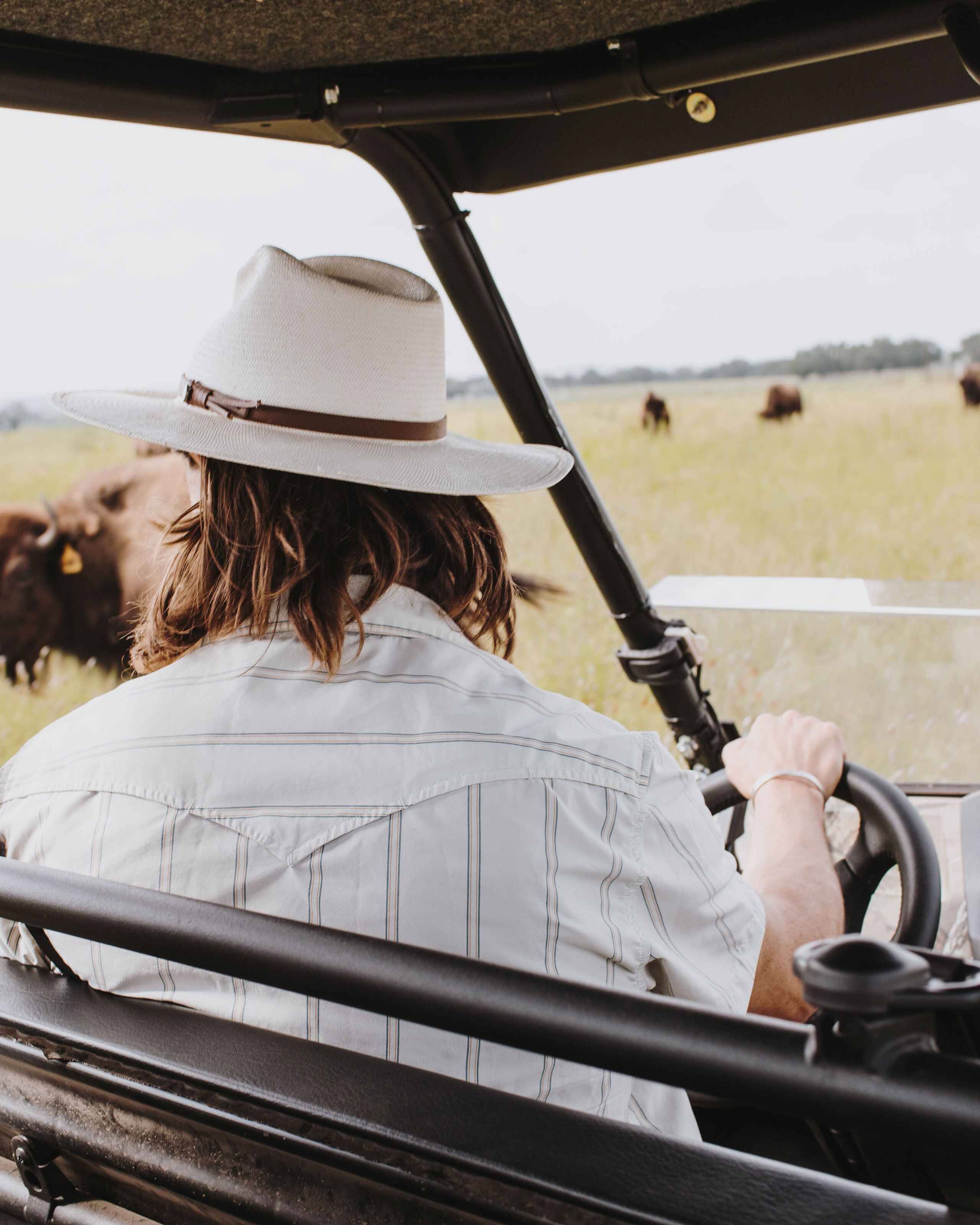 Family observing cattle grazing in a pasture from an open-air tractor