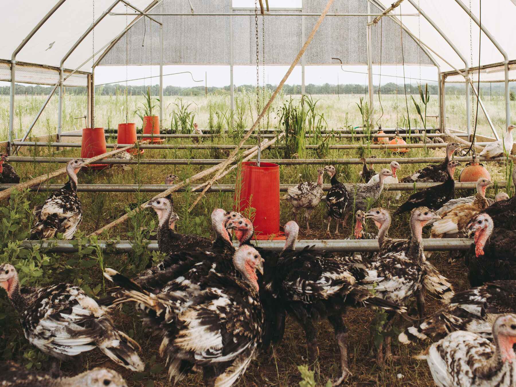 Turkeys roaming inside a greenhouse at Roam Ranch with red feeders and green plants visible