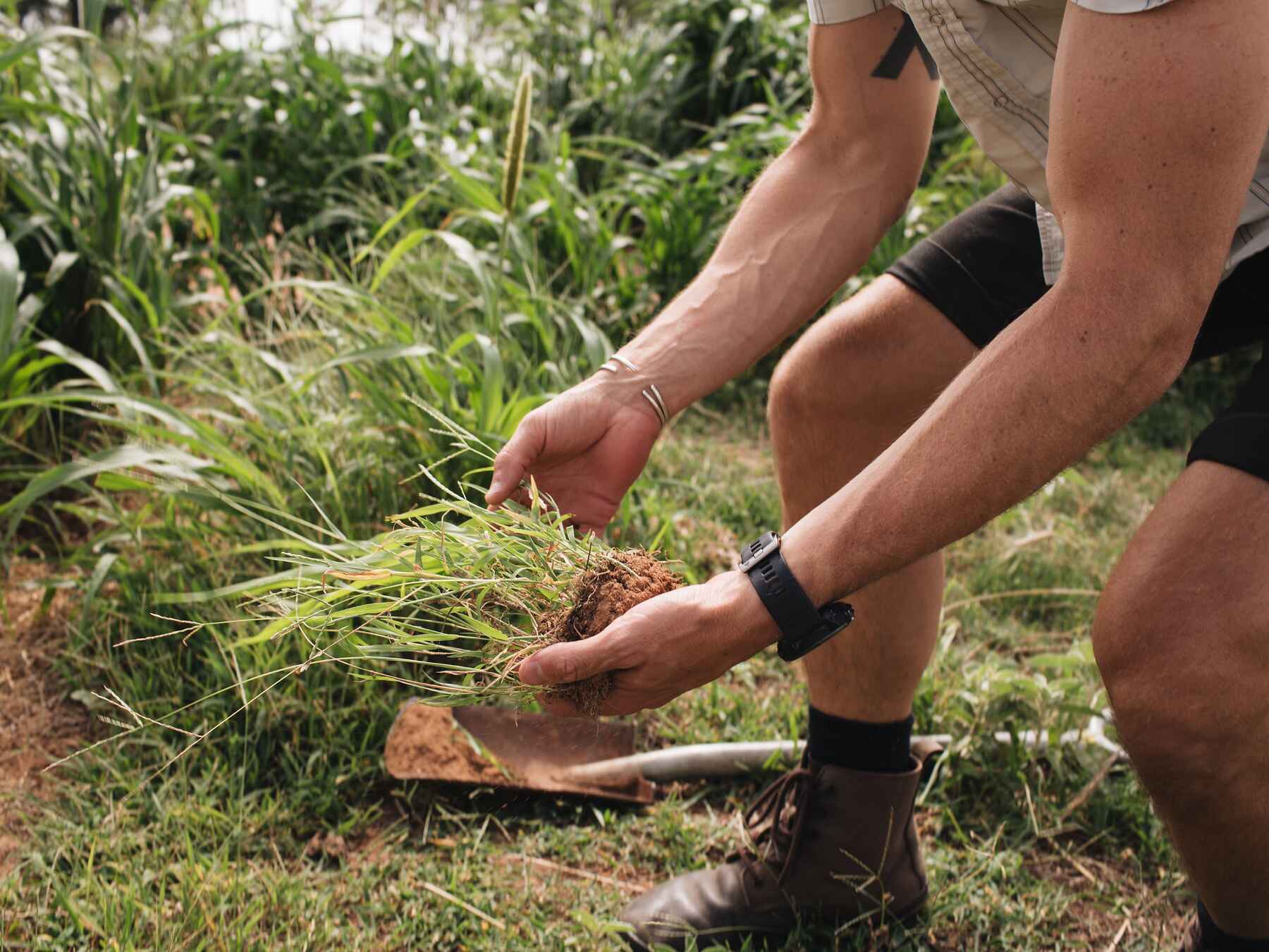 Person examining plant roots and soil while conducting soil health testing at Roam Ranch
