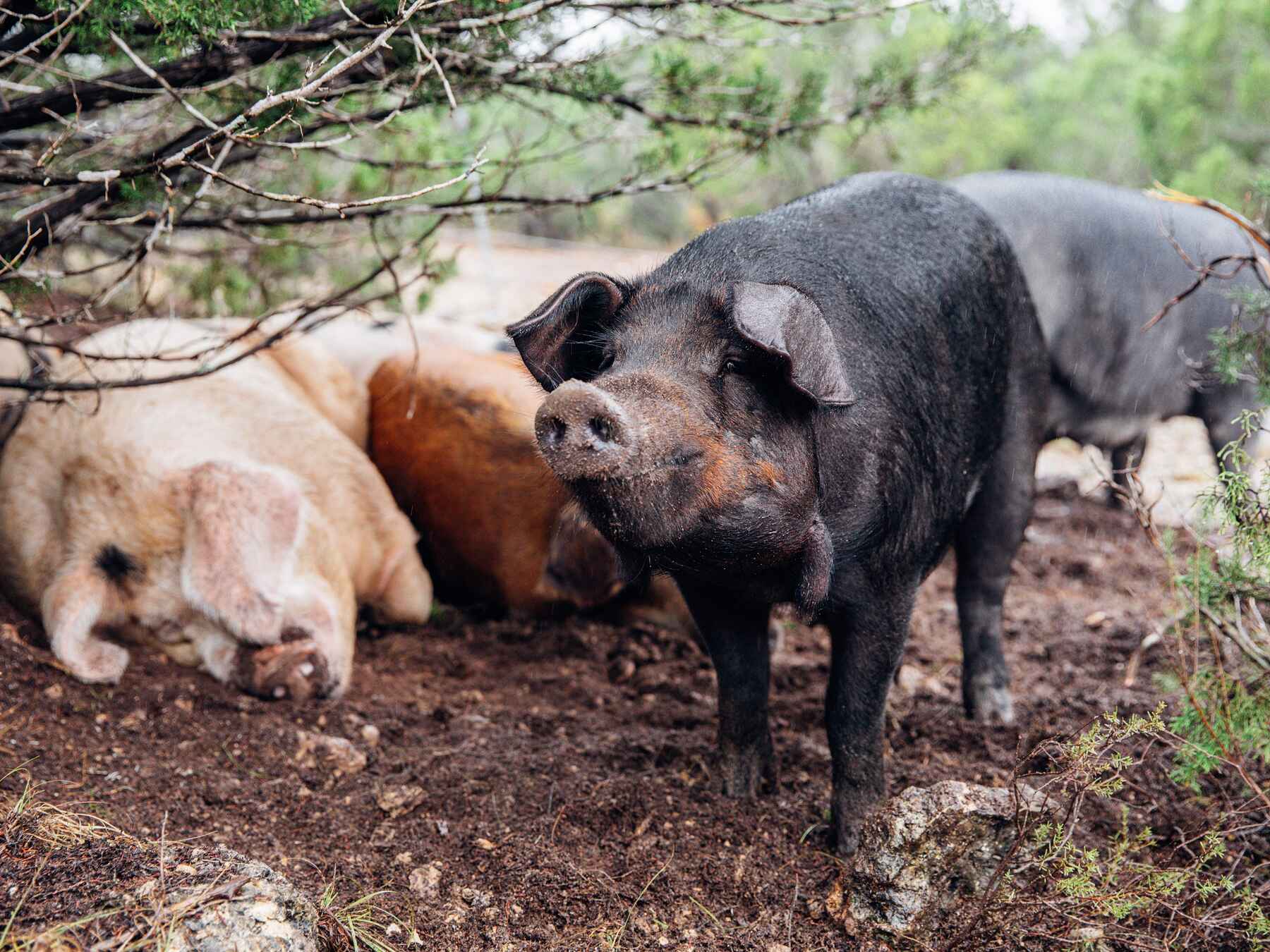 Tres cerdos de razas tradicionales forrajeando en tierra con vegetaci&oacute;n
