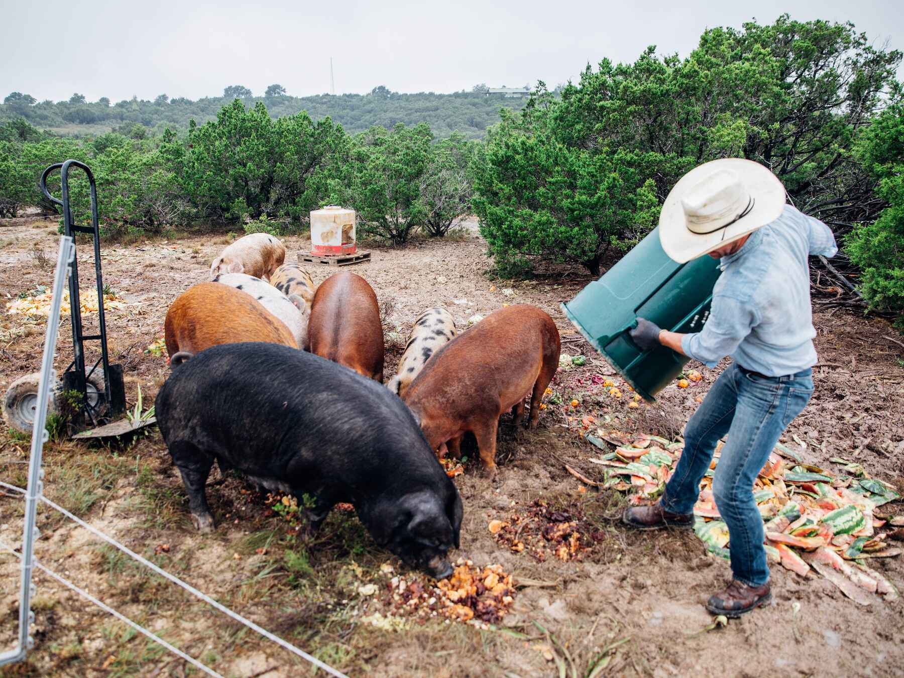 Agricultora alimentando a un grupo de cerdos con restos de vegetales en un rancho de Texas