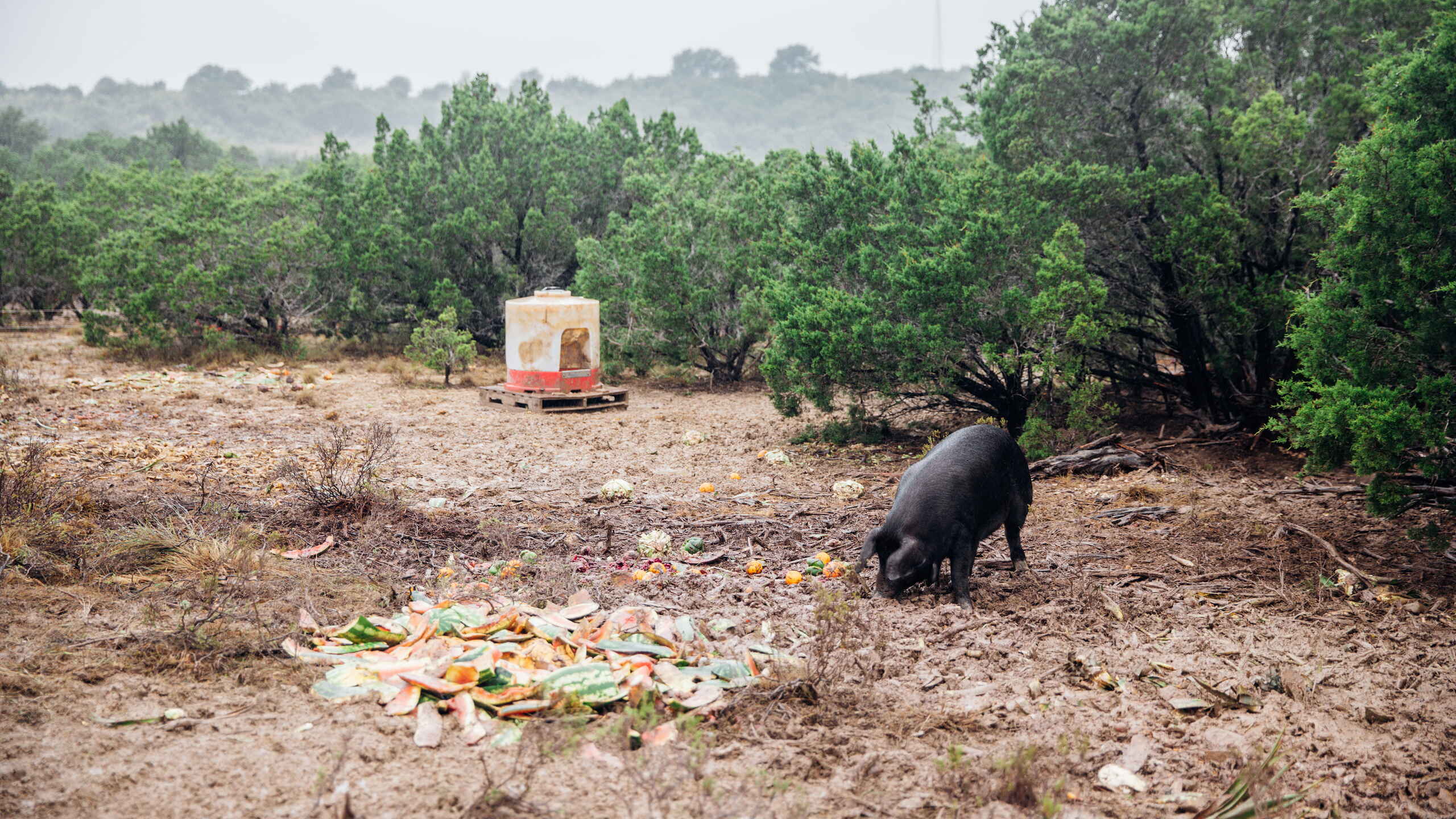 Black pig foraging among vegetable scraps in an orchard with a mobile shelter in the background
