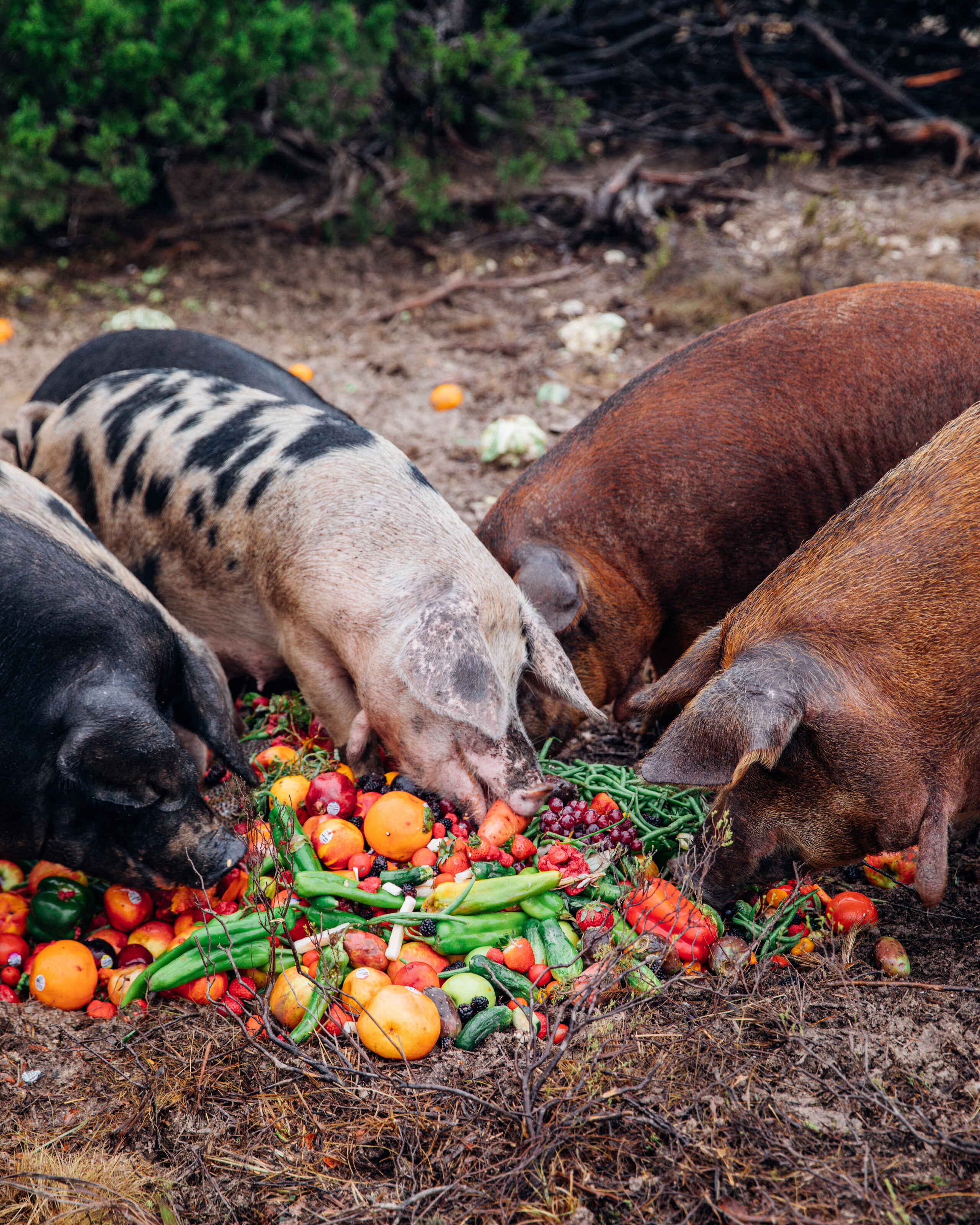 Pigs eating fresh vegetables and produce at Nelson Ranch
