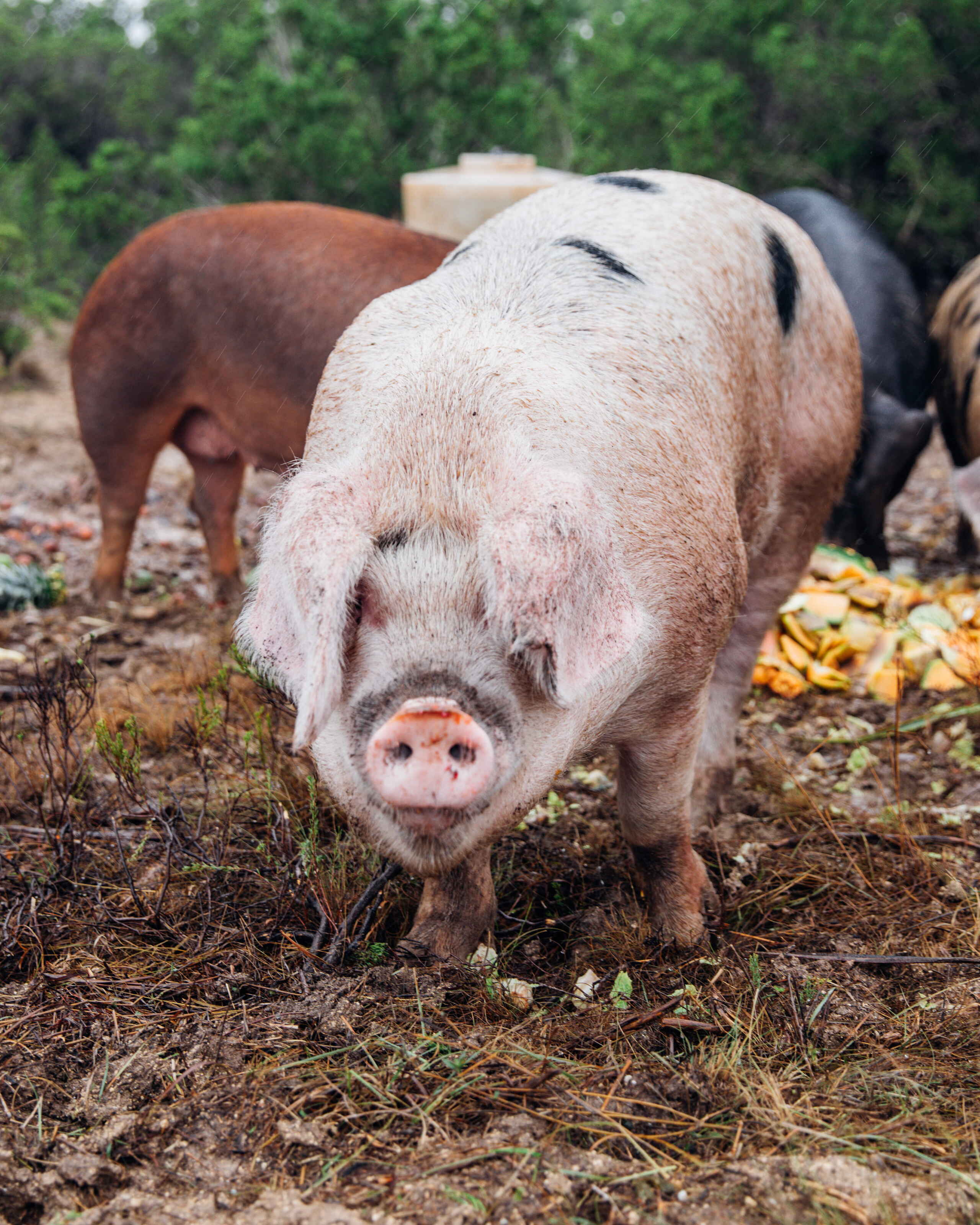 Un cerdo de color claro con otros cerdos m&aacute;s oscuros pastando en un potrero con vegetales dispersos y &aacute;rboles verdes al fondo