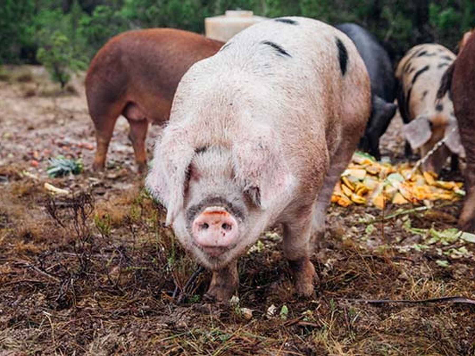 Pigs grazing and foraging in a pasture with corn scattered on the ground