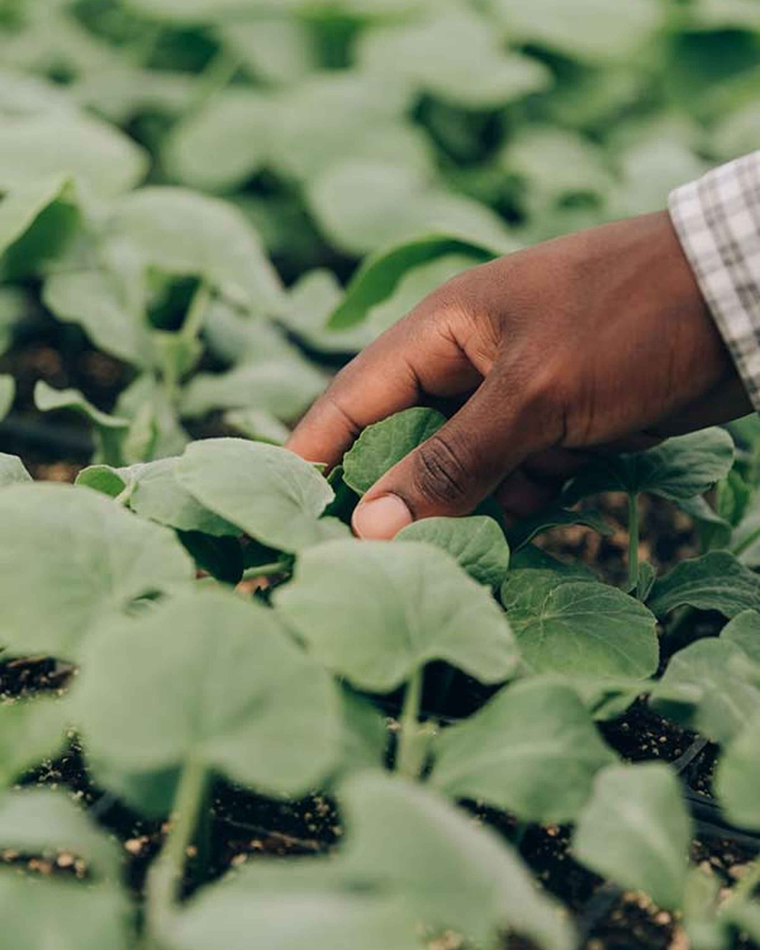 Hand examining a leafy green plant in an agricultural field