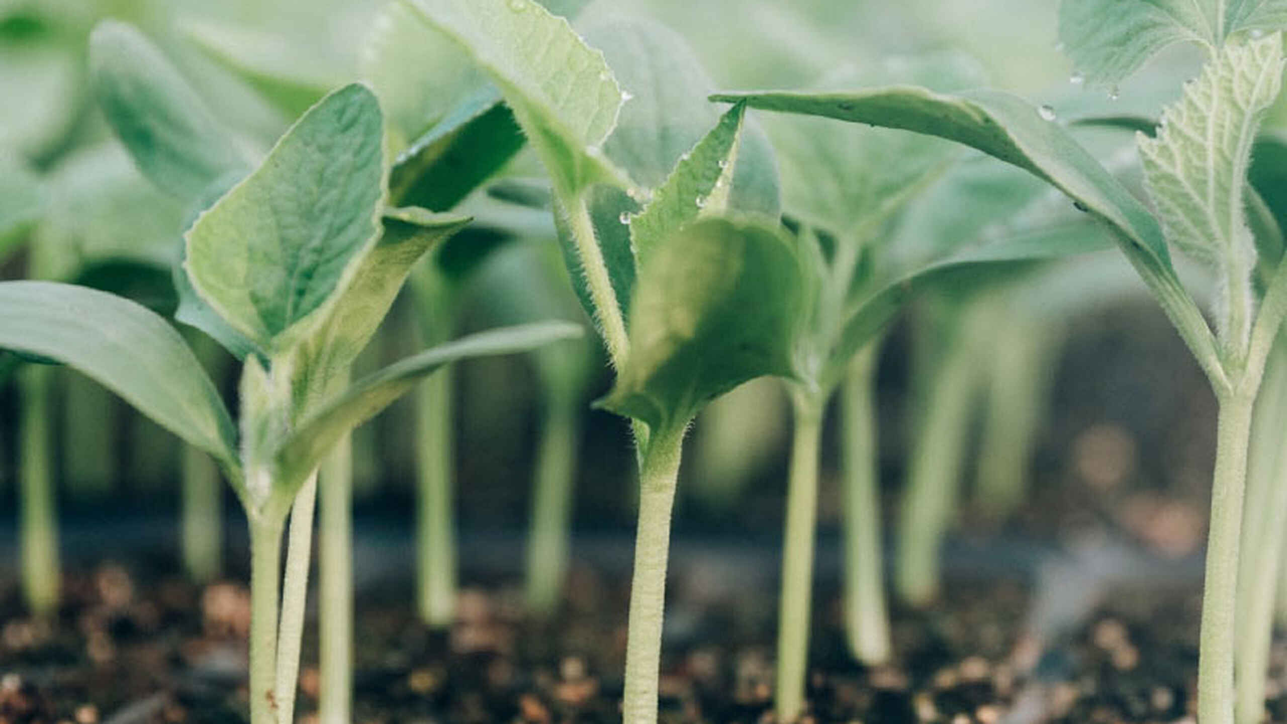 Young seedlings with pale stems and green leaves emerging from dark soil