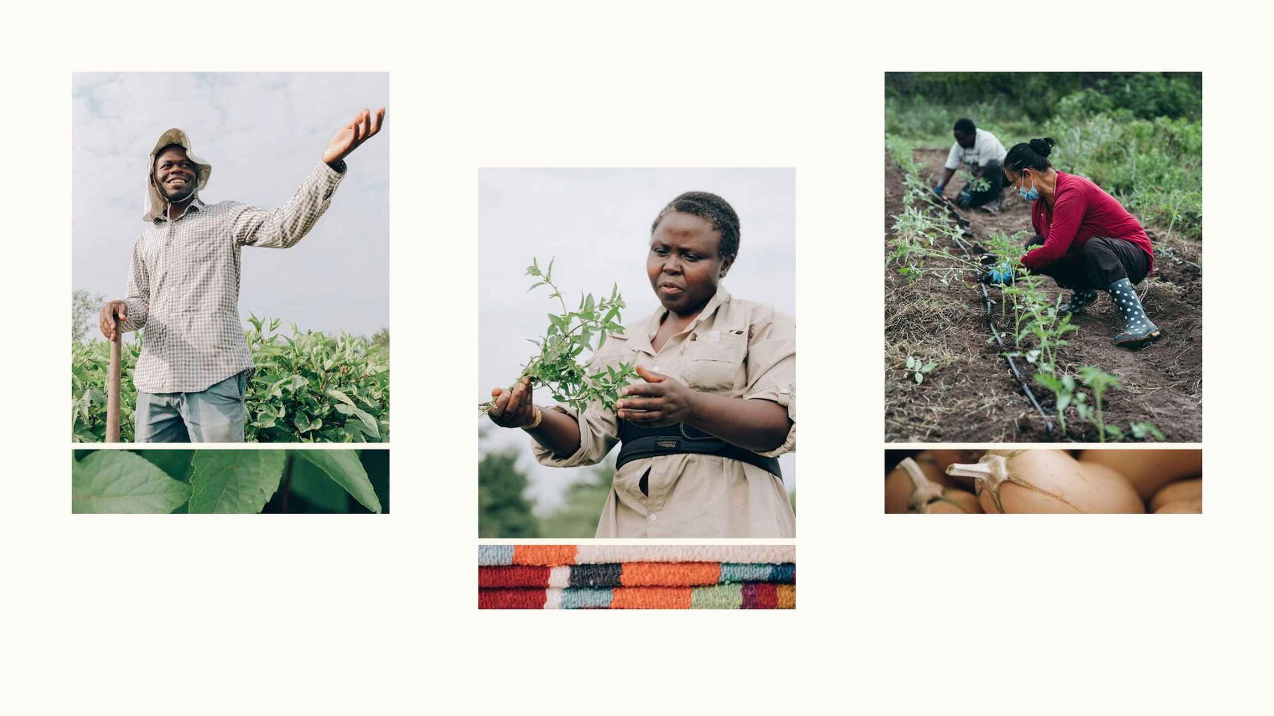 Three farmers demonstrating agricultural practices including soil preparation, plant care, and harvest preparation