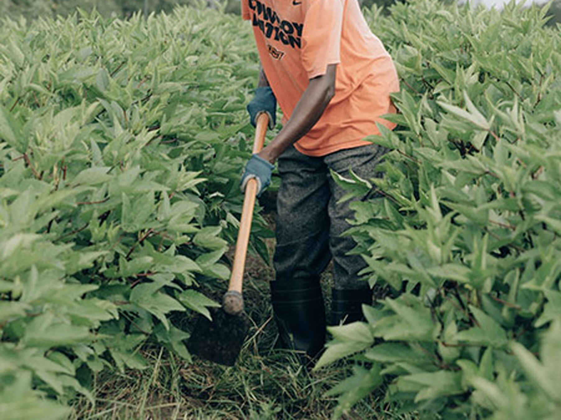 Wandaka Heritier Musungira using a hoe to remove weeds from a vegetable field