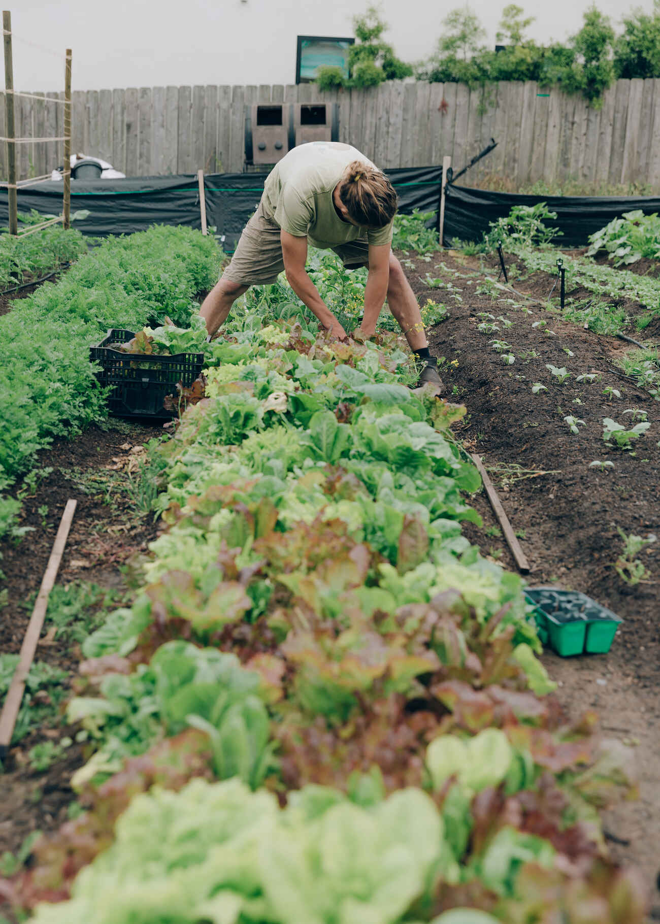 A farmer bends over to harvest lettuce from a raised garden bed in a community garden