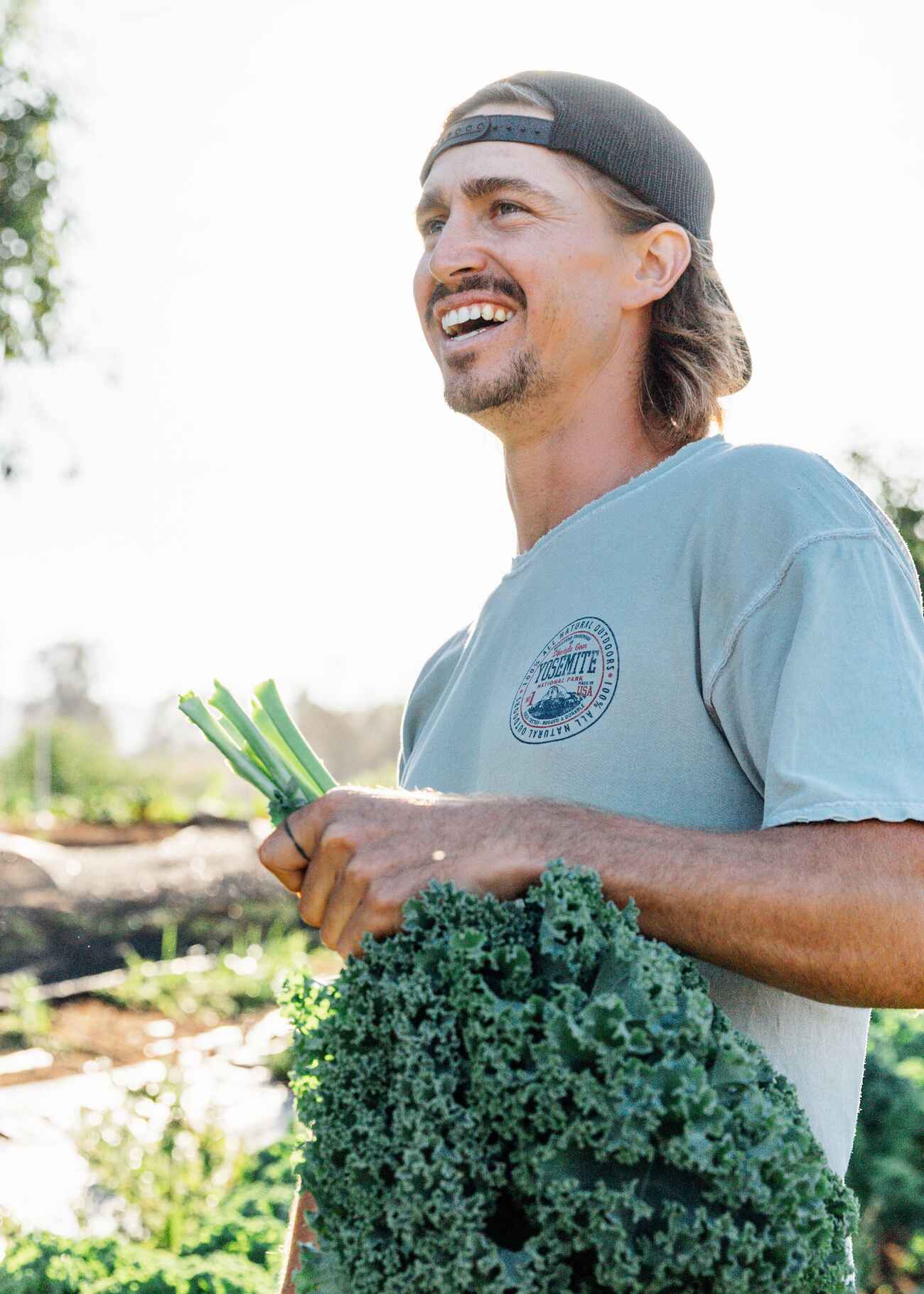 Man harvesting fresh kale in a vegetable garden
