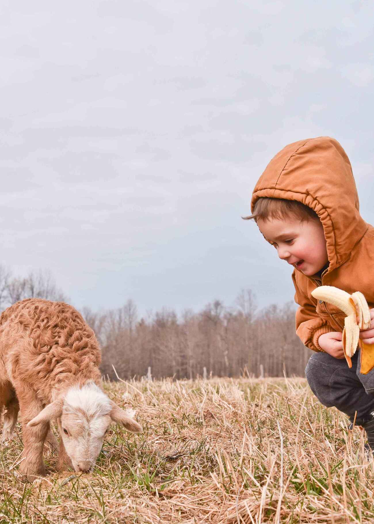 Young child feeding a banana to a brown goat in a pasture