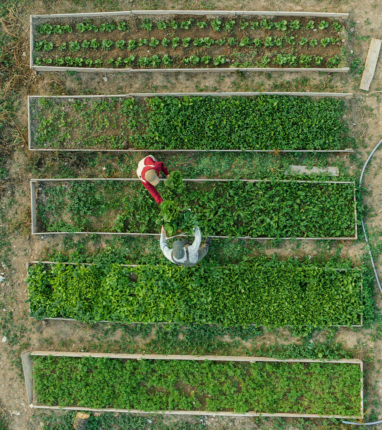 Aerial view of two people harvesting leafy greens from long raised garden beds