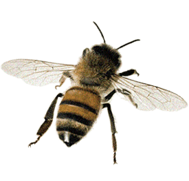 farmers-footprint-spring-blog-2022-bee-1-min