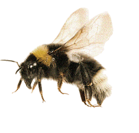 farmers-footprint-spring-blog-2022-bee-2-min