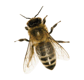 farmers-footprint-spring-blog-2022-bee-3-min