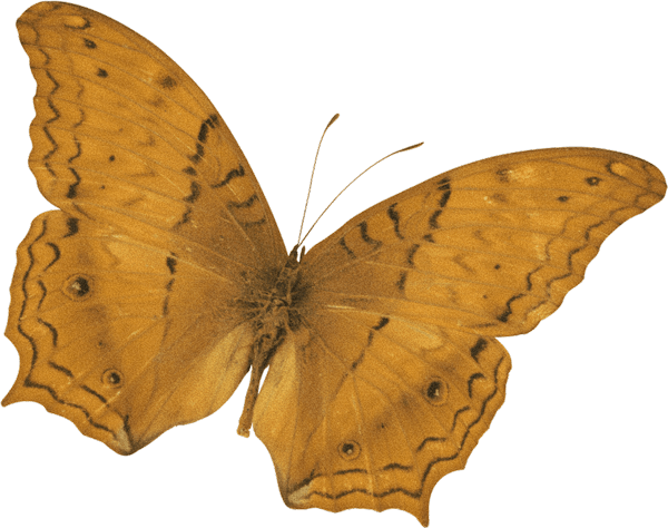 farmers-footprint-spring-blog-2022-butterfly