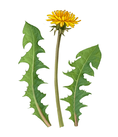 farmers-footprint-spring-blog-2022-dandelion-min