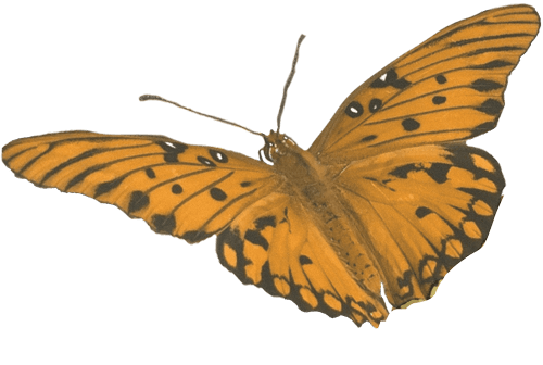 farmers-footprint-spring-blog-2022-farmers-butterflies