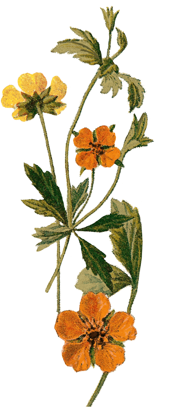 farmers-footprint-spring-blog-2022-flowers-2-min