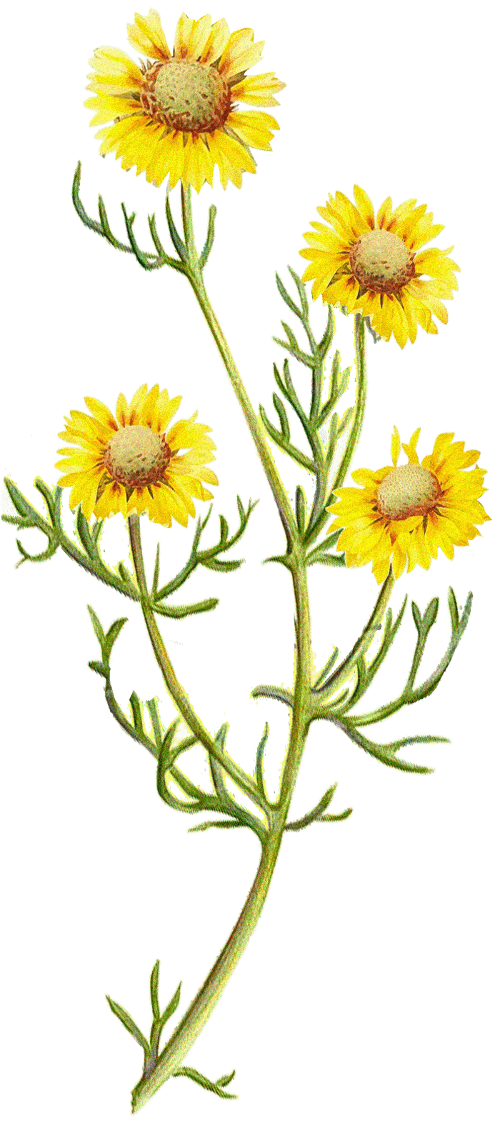 farmers-footprint-spring-blog-2022-flowers-min