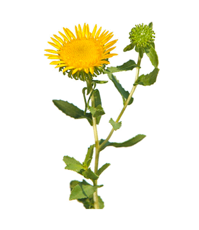 farmers-footprint-spring-blog-2022-grindelia-min