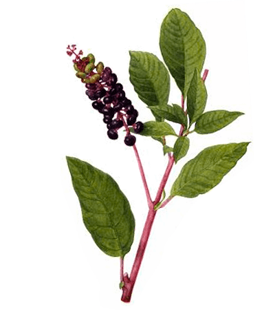 farmers-footprint-spring-blog-2022-pokeweed-min