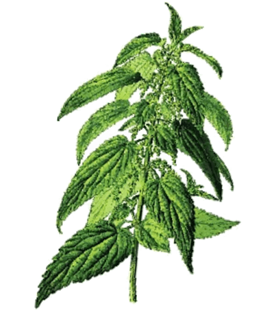 farmers-footprint-spring-blog-2022-stinging-nettle-min