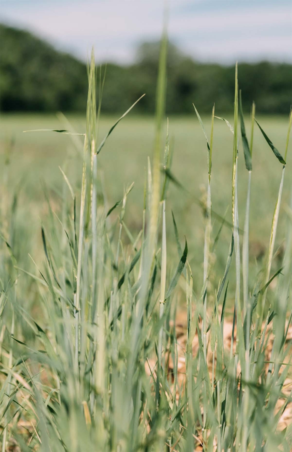 farmers-footprint-meet-a-farmer-salvatierra-farms-11