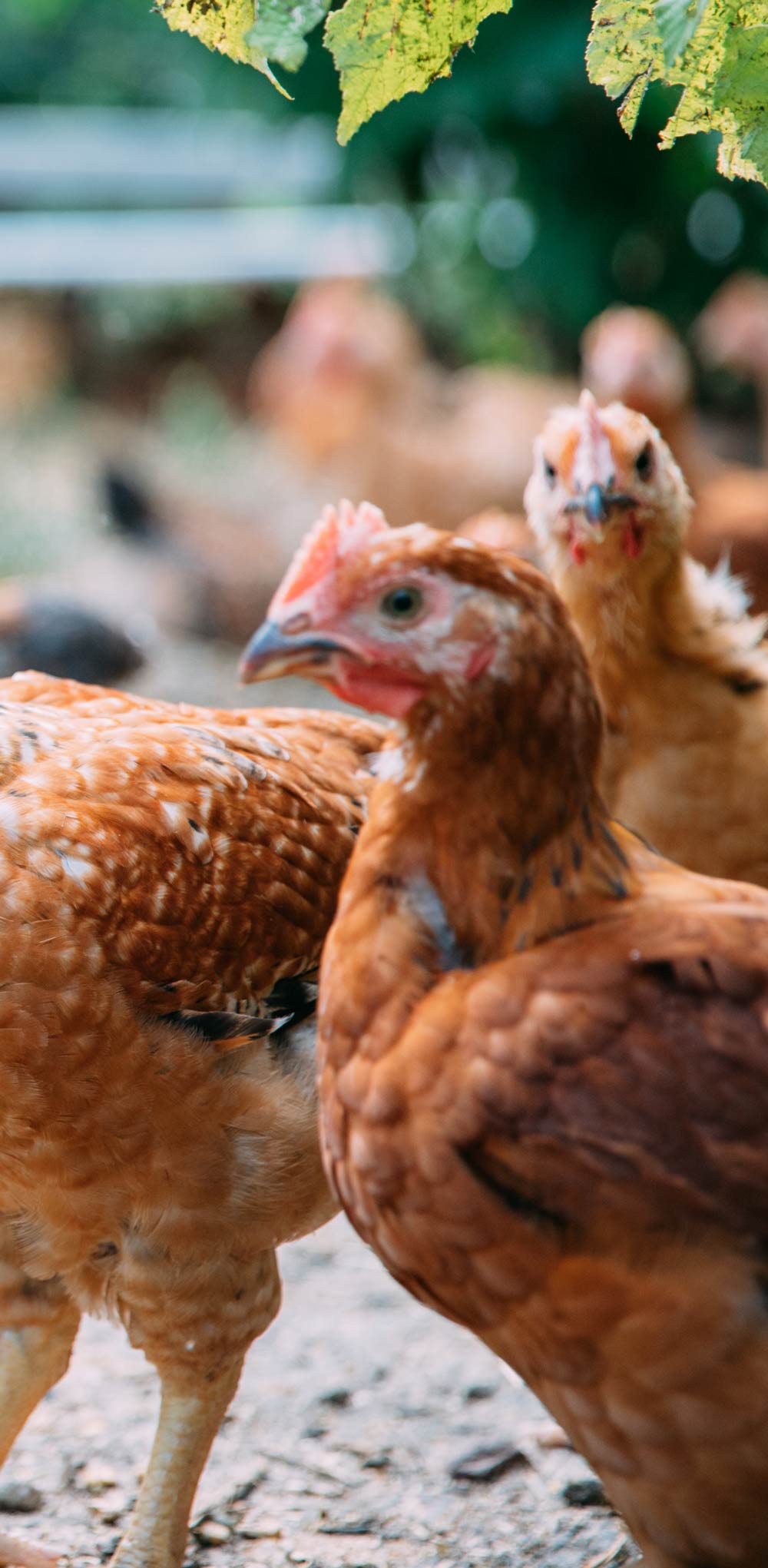 farmers-footprint-meet-a-farmer-salvatierra-farms-15