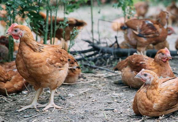 farmers-footprint-meet-a-farmer-salvatierra-farms-21
